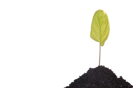 young green plant in soil for agriculture, business growth or environment concepts (isolated on white background)の写真素材