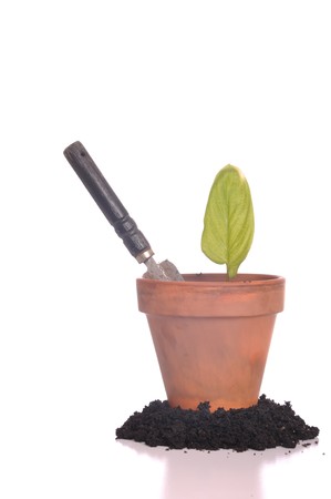 young plant on pot with trowel on soil as a gardening concept (isolated on white background)の写真素材