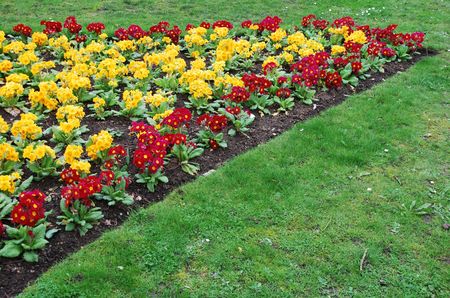 beautiful orange and red primrose flowers at a public gardenの写真素材