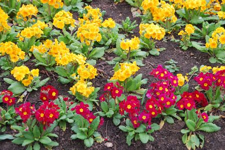 beautiful orange and red primrose flowers at a public gardenの写真素材