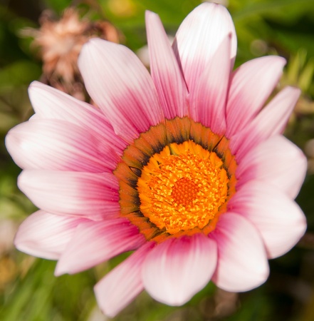 vibrant white and purple gazania flower, native to Southern Africaの写真素材