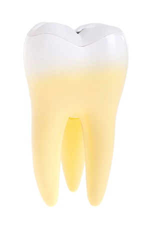gorgeous molar tooth isolated on white backgroundの写真素材