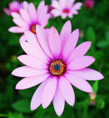 beautiful violet daisy flower close up on a gardenの写真素材