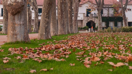 autumn scene in a city park with trees and brown leaves blanketing the ground (focus on the center)の写真素材