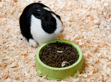 black and white dutch rabbit on hay eating rationの写真素材