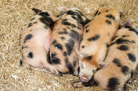 baby pigs with black spots resting on hayの写真素材