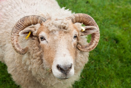 gorgeous sheep with horns, looking up portrait against a green grass backgroundの写真素材