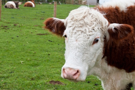sweet cow portrait on a farm pasture (more cows laying at the background)の写真素材