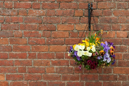 gorgeous hanging primula flowers in a pot on a brick wall backgroundの写真素材