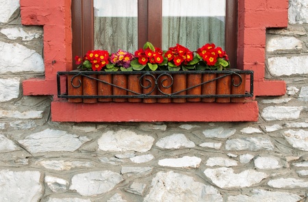 irish window with gorgeous primula piano flowersの写真素材