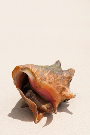 gorgeous seashell with a snail inside at a sandy beach in the Carribean (plenty copy-space)の写真素材