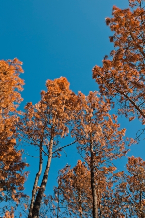 burnt pine trees at a forest after fire against a blue sky backgroundの写真素材
