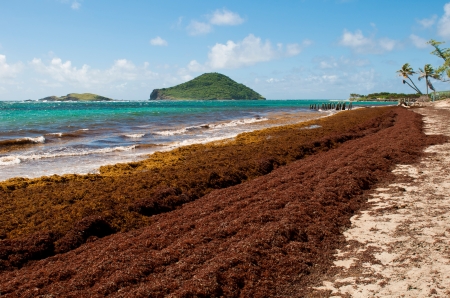 deserted beach at Vieux Fort, Saint Lucia (algaes and seaweeds at the coast due to hurricane season)の写真素材
