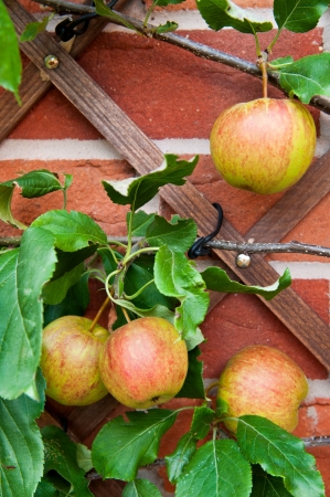delicious biological apples growing on the backyard garden wall  no chemistries の写真素材