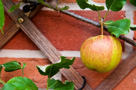 delicious biological apple growing on the backyard garden wall  no chemistries の写真素材