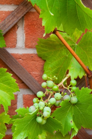 delicious biological grapes growing on the backyard garden wall  no chemistries の写真素材