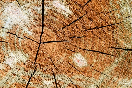 cross-section of a pine wood tree rings as a texture or backgroundの写真素材