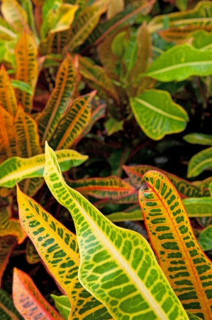 gorgeous Croton (Codiaeum variegatum) plant in Antiguaの写真素材