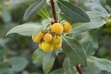 The strawberry tree (Arbutus unedo). View of the leaves and fruit before ripeningの写真素材