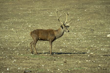 Red deer (Cervus elaphus) male. Red deer in the zooの写真素材