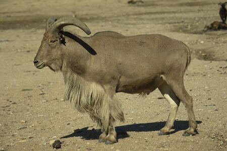 Barbary sheep or aoudad (Ammotragus lervia) in the zoo "Safari Madrid" resting curled upの写真素材