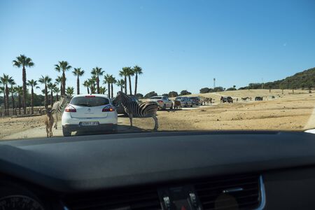 SAFARI MADRID, ALDEA DEL FRESNO, SPAIN - OCTOBER 20, 2019: Safari Madrid from inside the car. Animals in semi-freedom in huge enclosures where visitors enter their vehicles.のeditorial素材