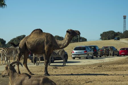 SAFARI MADRID, ALDEA DEL FRESNO, SPAIN - OCTOBER 20, 2019: Inside the Safari Madrid zoo. Animals in semi-freedom in huge enclosures where visitors enter their vehicles.のeditorial素材