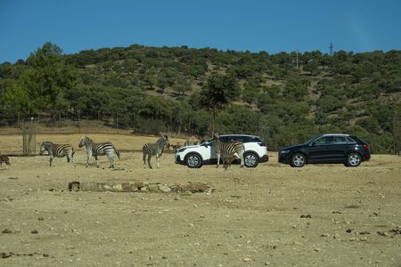 SAFARI MADRID, ALDEA DEL FRESNO, SPAIN - OCTOBER 20, 2019: Inside the Safari Madrid zoo. Animals in semi-freedom in huge enclosures where visitors enter their vehicles.のeditorial素材
