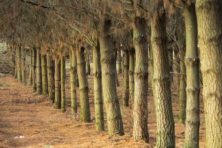 Row of pines of a Galician repopulation forest. Trees destined for industrial production