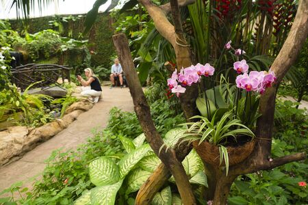 Benalmadena, SPAIN - JUNE 19, 2019: Interior of the Butterfly Park of Benalmadena, Spain. It is a lush tropical garden with thousands of butterfliesのeditorial素材