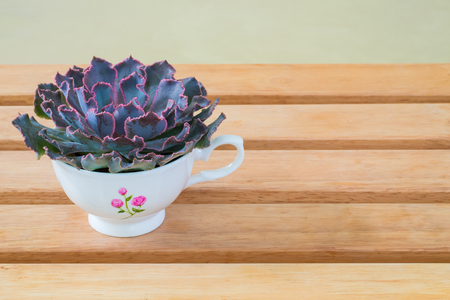 Purple pink succulent plant in cute cup on wooden table background.の写真素材