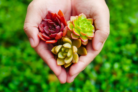Top view cute colorful flora succulent plant in woman hand ( heart shape)の写真素材