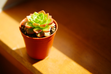 Cute green and red succulent plant in sunny day close up  on wooden background.の写真素材