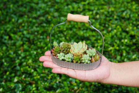 Cute small green succulent plant in basket on woman hand backgroundの写真素材