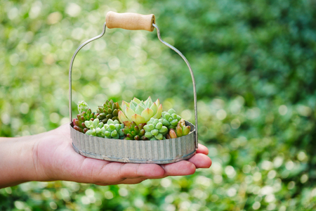 Cute small green succulent plant in basket on woman hand background , close upの写真素材