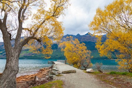 Colorful autumn leaves at Glenorchy lake , South island of New Zealandの写真素材