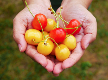 Fresh red and yellow organic cherries on woman hands background after picking from cherry farm  , sweet and sour summer berry fruit.の写真素材