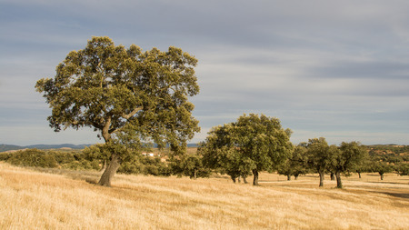 Corktree landscape in south Portugalの写真素材