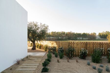 Garden with olive tree and walking wooden path in modern villa