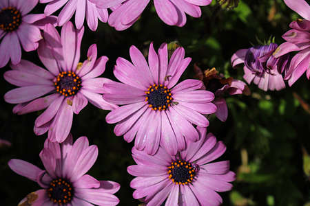 A closeup of an purple wild flowerの写真素材