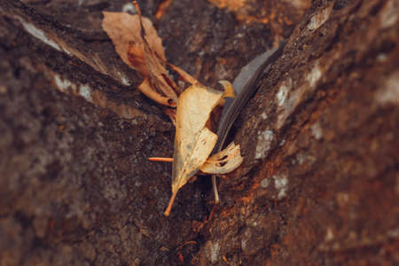 Autumn leaves on top of a tree trunkの写真素材