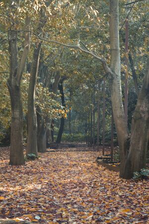 Gulbenkian park, nature in the city, Lisbonの写真素材