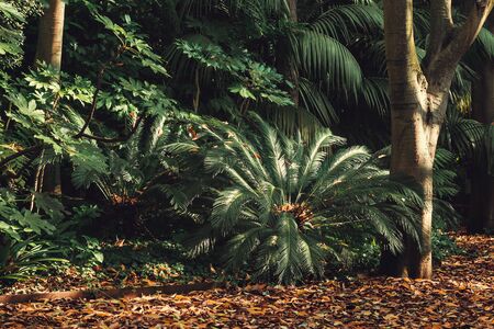 closeup of a palm tree, background, gulbenkian parkの写真素材