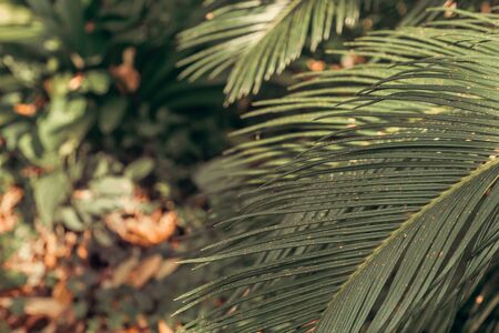 closeup of a palm tree, background, gulbenkian parkの写真素材