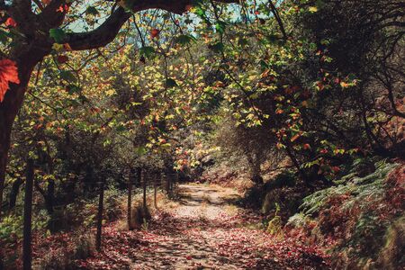 Tapada de Mafra reserve, nature, Mafra, Portugalの写真素材