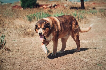 Beautiful portrait of a crossbreed dog, portugalの写真素材