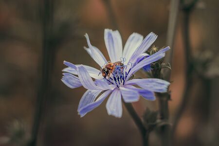 Close-up of a bee on a flower, springの写真素材