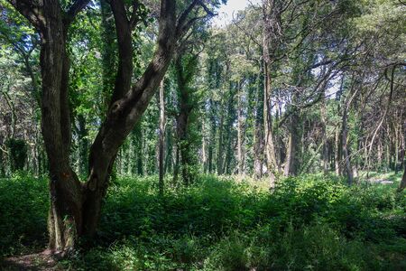 Beautiful brown colored woodland,  Sintra, Portugalの写真素材