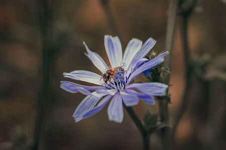 Close-up of a bee on a flower, springの写真素材