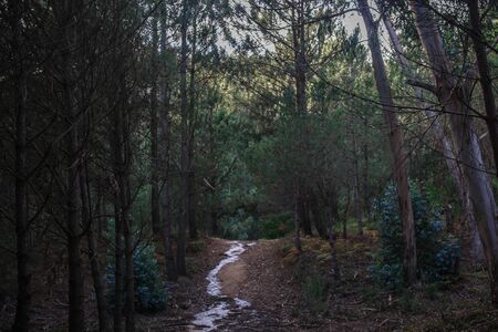 Beautiful brown colored woodland,  Sintra, Portugalの写真素材
